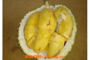 榴莲催熟爆料方法视频,视频揭秘神奇催熟方法 第3张 榴莲催熟爆料方法视频,视频揭秘神奇催熟方法 第3张